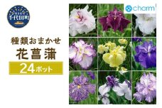 おまかせ花菖蒲 3号(24ポットセット)    群馬県千代田町 ビオトープ インテリア ナチュラル かわいい リラクゼーション 室内栽培 プレゼント ギフト 贈答用 お祝い 送料無料 趣味  家庭 ライフスタイル 人気 オススメ 初心者 玄関リビング キッチン 株式会社チャーム