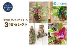 壁掛けインテリアグリーン! 3種セレクト   群馬県千代田町 観葉植物 インテリア ナチュラル かわいい リラクゼーション 室内栽培 プレゼント ギフト 贈答用 お祝い 送料無料 趣味  家庭 ライフスタイル 人気 オススメ 初心者 玄関リビング キッチン 株式会社チャーム
