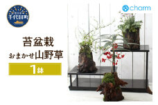 苔盆栽 おまかせ山野草1～2種寄せ植え 切り株流木鉢植え  群馬県千代田町 盆栽 苔 インテリア ナチュラル かわいい リラクゼーション 室内栽培 プレゼント ギフト 贈答用 お祝い 送料無料 趣味  家庭 ライフスタイル 人気 オススメ 初心者 玄関リビング キッチン 株式会社チャーム