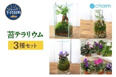 苔テラリウム 3種類セット 苔 北海道冬季発送不可  群馬県 千代田町 インテリア ナチュラル 自然 プレゼント ギフト 贈答用 送料無料 趣味 風水 緑 人気 オススメ 初心者 玄関 自家栽培 株式会社チャーム