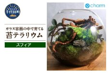 苔テラリウム スフィア 北海道冬季発送不可  群馬県 千代田町 苔 インテリア ナチュラル 自然 プレゼント ギフト 贈答用 送料無料 趣味 風水 緑 人気 オススメ 初心者 玄関 自家栽培 株式会社チャーム