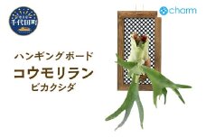 コウモリラン ビカクシダ ハンギングボード仕立て  群馬県 千代田町 インテリア ナチュラル 自然 プレゼント ギフト 贈答用 送料無料 趣味 風水 緑 人気 オススメ 初心者 玄関 自家栽培 株式会社チャーム