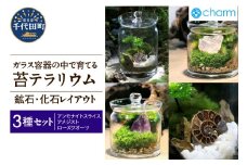 苔テラリウム 鉱石 化石 レイアウト 3種セット アンモナイトスライス アメジスト ローズクオーツ 群馬県千代田町 インテリア ナチュラル かわいい 癒し 植物 リラクゼーション 室内栽培 プレゼント ギフト 贈答用 送料無料 趣味 人気 オススメ 初心者 玄関 リビング キッチン 株式会社チャーム