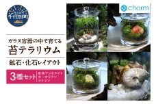苔テラリウム 鉱石 化石 レイアウト 3種セット 虹色アンモナイト カーネリアン シトリン  群馬県千代田町 インテリア ナチュラル かわいい 癒し 植物 リラクゼーション 室内栽培 プレゼント ギフト 贈答用 送料無料 趣味 人気 オススメ 初心者 玄関 リビング キッチン 株式会社チャーム