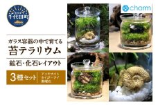 苔テラリウム 鉱石 化石 レイアウト 3種セット アンモナイト タイガーアイ 黒曜石 群馬県千代田町 インテリア ナチュラル かわいい 癒し 植物 リラクゼーション 室内栽培 プレゼント ギフト 贈答用 送料無料 趣味 人気 オススメ 初心者 玄関 リビング キッチン 株式会社チャーム