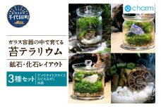 苔テラリウム 鉱石 化石 レイアウト 3種セット アンモナイトスライス ラピスラズリ 水晶 群馬県千代田町 インテリア ナチュラル かわいい 癒し 植物 リラクゼーション 室内栽培 プレゼント ギフト 贈答用 送料無料 趣味 人気 オススメ 初心者 玄関 リビング キッチン 株式会社チャーム