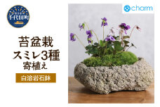苔盆栽　スミレ（菫）３種寄せ植え　白溶岩石鉢  群馬県 千代田町 苔 インテリア ナチュラル かわいい 癒し 植物 リラクゼーション 室内栽培 プレゼント ギフト 贈答用 送料無料 趣味 人気 オススメ 初心者 玄関 リビング キッチン 株式会社チャーム