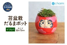 苔盆栽 イワヒバ 群馬県 千代田町 抗火石 鉢植え インテリア 癒し プレゼント ギフト 贈答用 内祝い お祝い 送料無料 株式会社チャーム