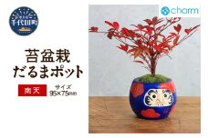 苔盆栽 ナンテン（南天） だるまポット 群馬県 千代田町 抗火石 鉢植え インテリア 癒し プレゼント ギフト 贈答用 内祝い お祝い 送料無料 株式会社チャーム