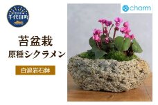 苔盆栽 原種シクラメン コウム ３株植え 白溶岩石植え 群馬県 千代田町 苔 インテリア ナチュラル かわいい 癒し 植物 リラクゼーション 室内栽培 プレゼント ギフト 贈答用 送料無料 趣味 人気 オススメ 初心者 玄関 リビング キッチン 株式会社チャーム