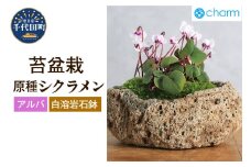 苔盆栽 原種シクラメン コウム アルバ ３株植え 白溶岩石植え 群馬県 千代田町 苔 インテリア ナチュラル かわいい 癒し 植物 リラクゼーション 室内栽培 プレゼント ギフト 贈答用 送料無料 趣味 人気 オススメ 初心者 玄関 リビング キッチン 株式会社チャーム