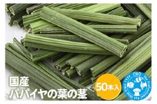 国産 パパイヤの葉の茎 50本入