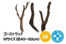 ゴーストウッド Mサイズ（約40～50cm）3本