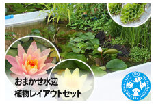 おまかせ水辺植物レイアウトセット