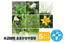 水辺植物 おまかせ中景草×5ポットセット