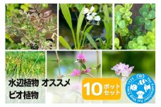 水辺植物 オススメ ビオ植物×10ポット