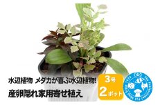 水辺植物 メダカが喜ぶ水辺植物!産卵隠れ家用寄せ植え 3号( 2ポット