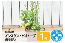 水辺植物 インスタントビオトープ(寄せ植え)(1鉢)