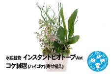 水辺植物 インスタントビオトープ Var.コケ絨毯(ハイゴケ)(寄せ植え)