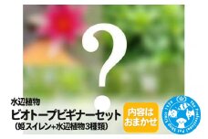 水辺植物 ビオトープビギナーセット（姫スイレン+水辺植物3種類）