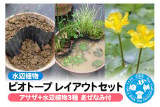 水辺植物 ビオトープレイアウトセット（アサザ+水辺植物3種 あぜなみ付）