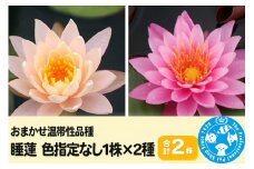 睡蓮 おまかせ温帯性品種睡蓮 色指定なし1株×2種(合計2株)