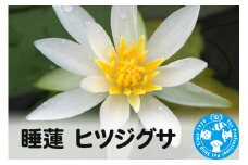 睡蓮 ヒツジグサ×1ポット