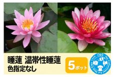 睡蓮 温帯性睡蓮 色指定なし×5ポット