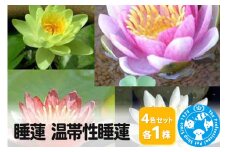 睡蓮 温帯性睡蓮 4色セット×各1株