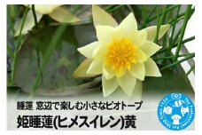 睡蓮 窓辺で楽しむ小さなビオトープ 姫睡蓮(ヒメスイレン)黄