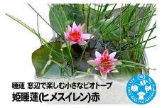 睡蓮 窓辺で楽しむ小さなビオトープ 姫睡蓮(ヒメスイレン)赤