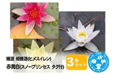 睡蓮 姫睡蓮(ヒメスイレン)3色セット 赤黄白(スノープリンセス タグ付)(各1ポットずつ)