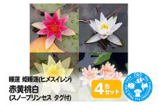 睡蓮 姫睡蓮(ヒメスイレン)4色セット 赤黄桃白(スノープリンセス タグ付)(各1株ずつ)