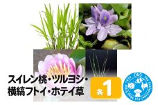 スイレン桃(1)+ツルヨシ(1ポ)+横縞フトイ(1ポ)+ホテイ草(1株)