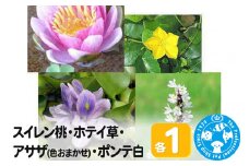 スイレン桃(1)+ホテイ草(1株)+アサザ(花色おまかせ)(1ポット)+ポンテ白(1株)