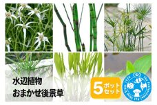 水辺植物 おまかせ後景草×5ポットセット