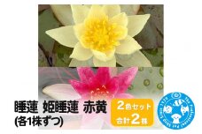 睡蓮 姫睡蓮(ヒメスイレン)2色セット 赤黄(各1株ずつ)