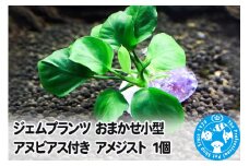 ジェムプランツ おまかせ小型アヌビアス付き アメジスト 1個