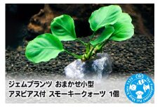 ジェムプランツ おまかせ小型アヌビアス付 スモーキークォーツ 1個