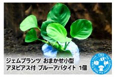 ジェムプランツ おまかせ小型アヌビアス付 ブルーアパタイト 1個