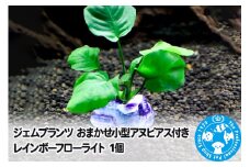 ジェムプランツ おまかせ小型アヌビアス付き レインボーフローライト 1個