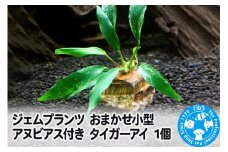 ジェムプランツ おまかせ小型アヌビアス付き タイガーアイ 1個