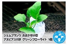 ジェムプランツ おまかせ小型アヌビアス付き グリーンフローライト 1個