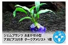 ジェムプランツ おまかせ小型アヌビアス付き ダークアメジスト 1個