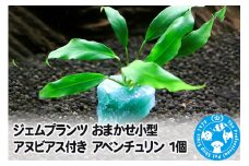 ジェムプランツ おまかせ小型アヌビアス付き アベンチュリン 1個