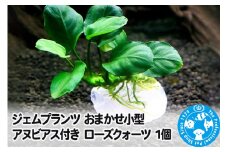 ジェムプランツ おまかせ小型アヌビアス付き ローズクォーツ 1個