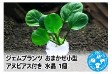 ジェムプランツ おまかせ小型アヌビアス付き 水晶 1個