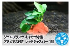 ジェムプランツ おまかせ小型アヌビアス付き レッドジャスパー 1個