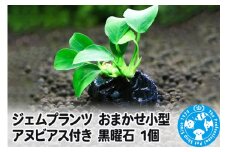 ジェムプランツ おまかせ小型アヌビアス付き 黒曜石 1個
