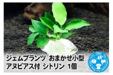 ジェムプランツ おまかせ小型アヌビアス付 シトリン 1個